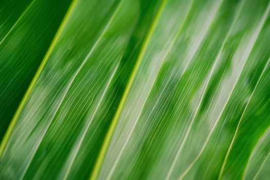 Close-up of vibrant green leaf veins, showing texture and lines. photo