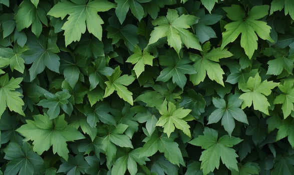 Lush green foliage, dense leaf texture, vibrant leaves. photo