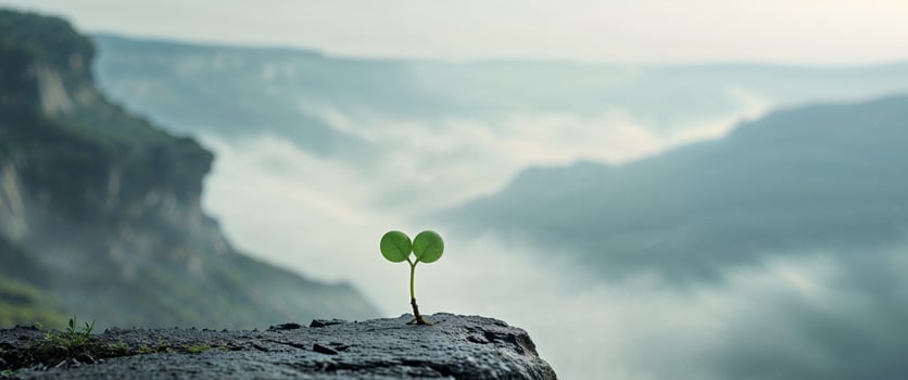 A small plant is growing on top of a cliff photo
