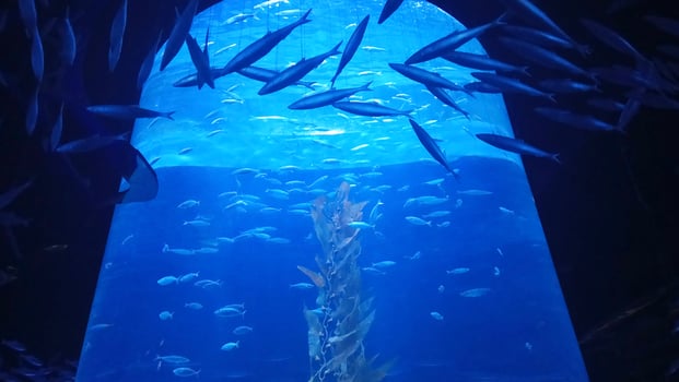 Aquarium Tank with Fish and Kelp photo