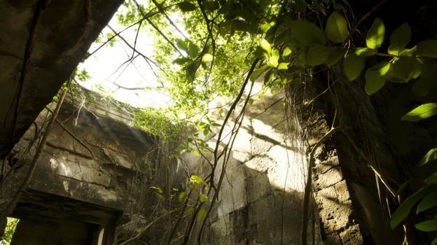 A tree growing out of a wall photo