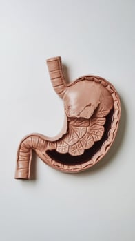 Photo of a mock stomach on a white background for your design
