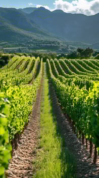 Vineyard rows growing on sloping terrain with mountains in the background photo