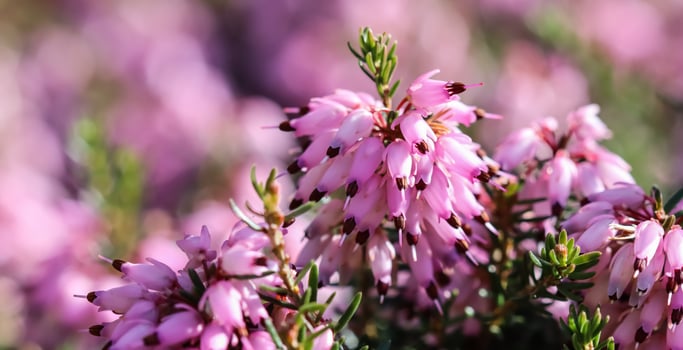 Pink Erica carnea flowers , winter Heath in the garden in early spring photo