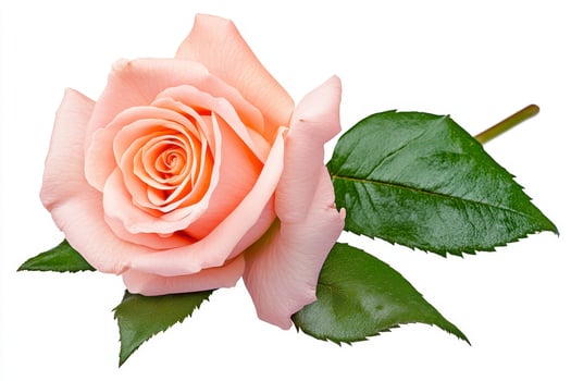 Stunning Peach Rose High-Resolution Image Featuring a Delicate Flower on a White Background Capture the beauty of this elegant bloom with its soft petals and vibrant green leaves, perfect for any photo