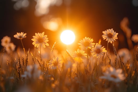 Radiant Sunrise Over Wildflower Meadow - Perfect for Nature Themes and Seasonal Greetings photo