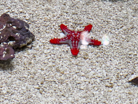 a vibrant red starfish resting on the sandy sea photo