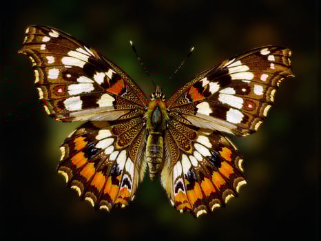 A butterfly with black and white spots on it photo