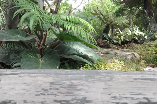 Blurred background of trees in a garden with a wooden table. photo