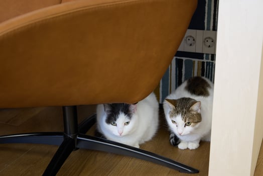 Two affectionate cats relax under a chair in a cozy space, creating a peaceful scene photo