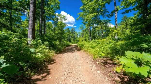 Bright warm forest trail inviting exploration under a clear blue sky photo