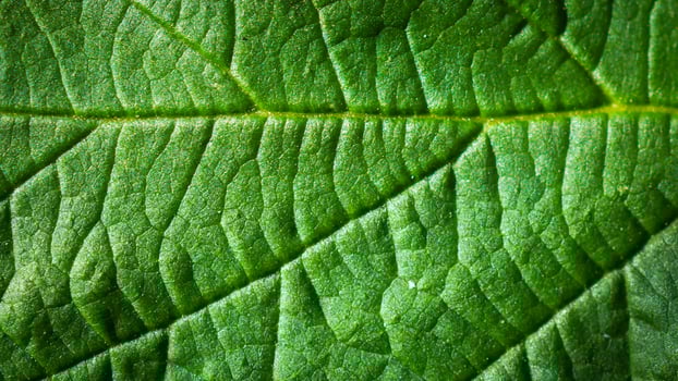 green leaf with visible details photo