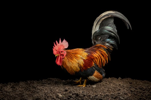 he male chicken has red feathers. Natural, rustic style chicken farm Isolated rooster on black background photo