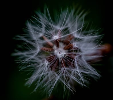 background texture of white dandelion, also called dandelion, in a green Italian meadow in spring 2025 photo