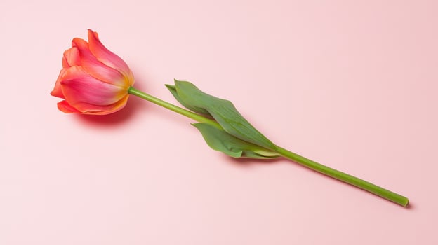 Single pink tulip with gracefully curving stem on soft pastel background captures tranquil beauty of nature photo