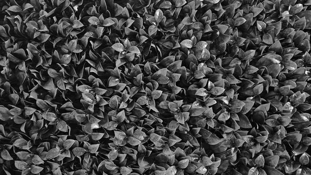 Dark gray leaves pattern background in black and white tone. Plant and tropical leaf and natural wallpaper in monochrome style. photo