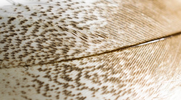white and brown bird feather with visible details photo