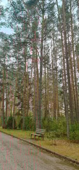 Pinetree forest and one wooden bench photo