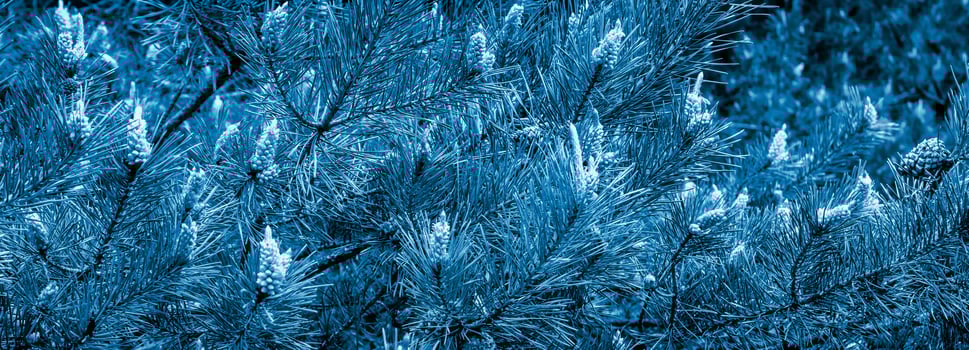 pine branches with visible details in blue photo