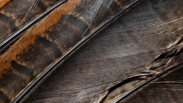 brown pheasant feathers with dark stripes photo