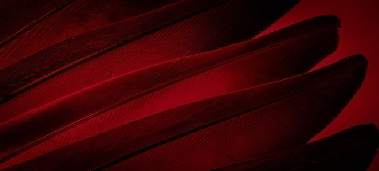 red feather pigeon macro photo. texture or background photo
