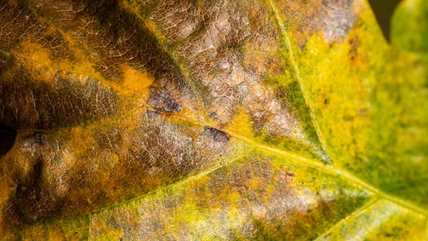 multicolored autumn leaves in shades of yellow and brown photo