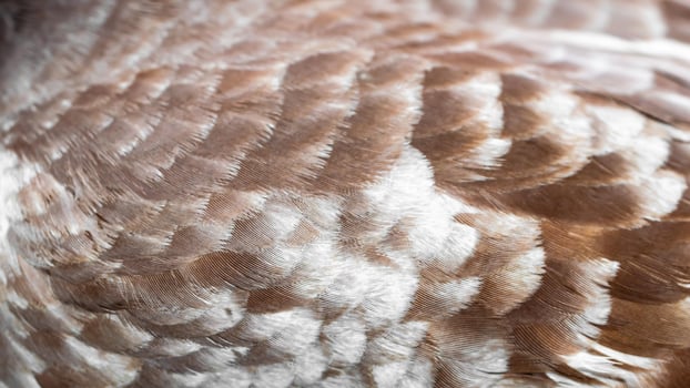 brown and white pigeon feathers. background or textura photo