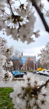 Spring Blossom. Cityscape Through Cherry Blossom Branches photo