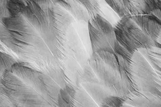 gray hen feathers. background or textura photo