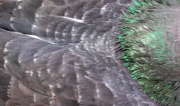 black pigeon feathers with visible detail. background photo