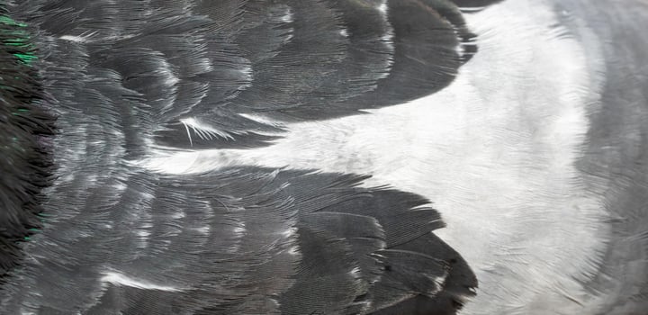 black pigeon feathers with visible detail. photo