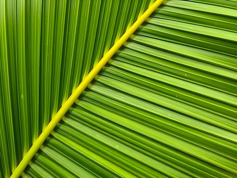 A close up of a palm leaf photo
