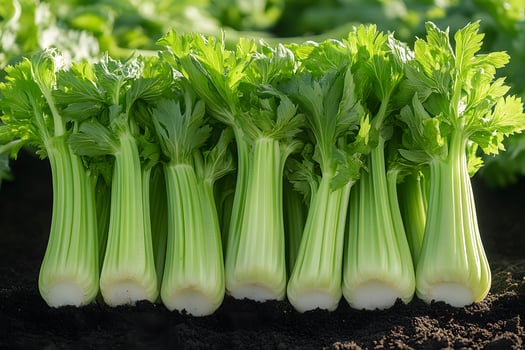 Fresh Organic Celery Stalks in a Vibrant Garden Setting for Healthy Living photo