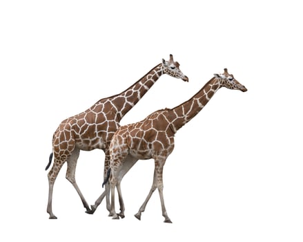 Two giraffes over white background photo