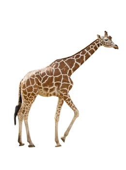 Giraffe isolated over white photo