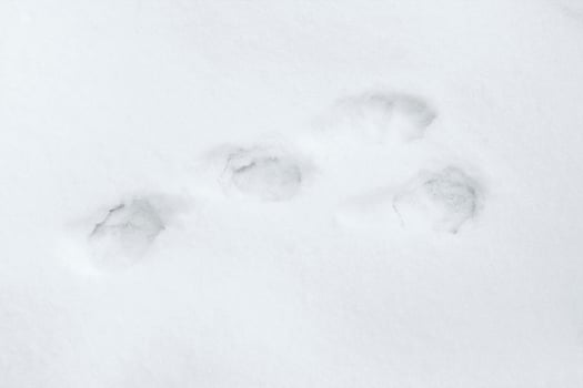 Hare track on snow photo
