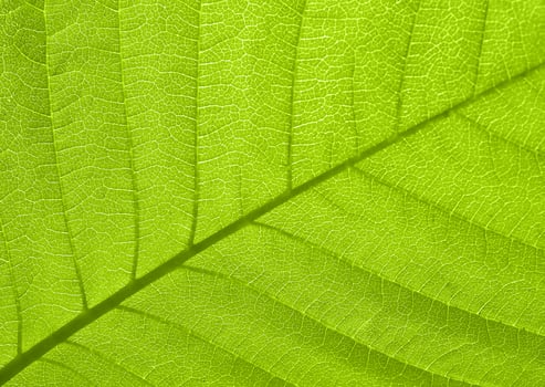 Leaf texture in the backlight photo
