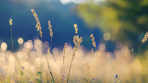 Sunlit field of wildflowers, grasses, and blurred bokeh orbs creating a magical, soft, and ethereal impression. photo