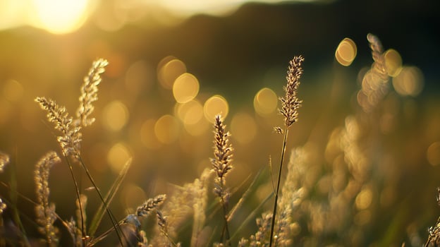 Golden hour bathes wheat stalks in warm light, creating a serene scene of nature's beauty as sunlight creates soft, out-of-focus bubbles. photo