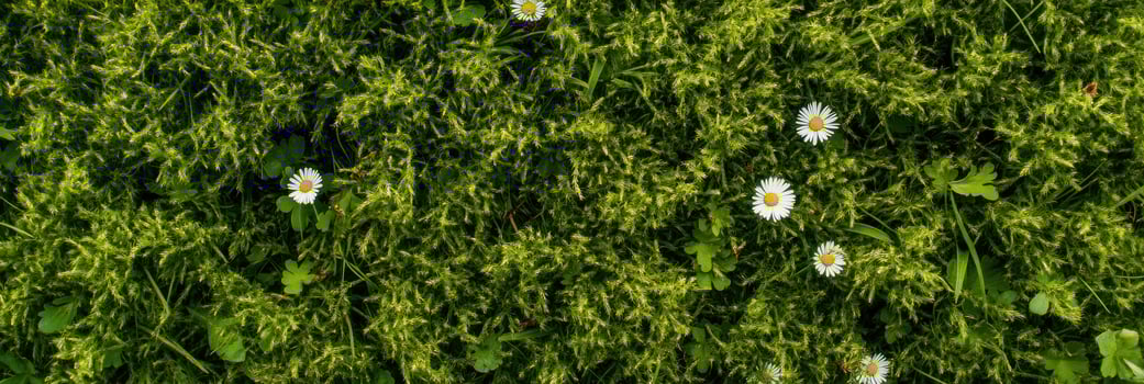 Close-up of daisies scattered on lush mossy ground in springtime garden photo
