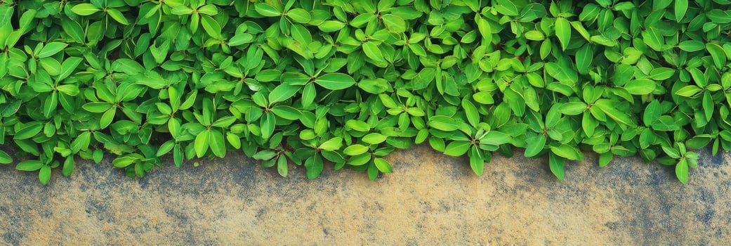 Verdant green foliage against weathered stone background captures natural contrast photo