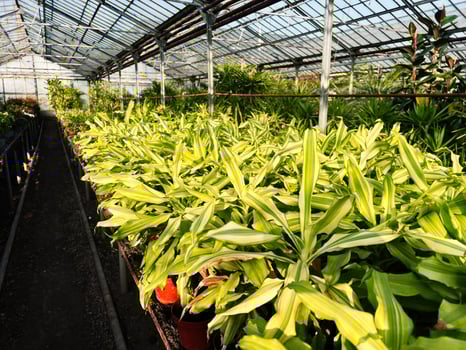 Lush green plants growing inside a glass greenhouse bathed in sunlight photo