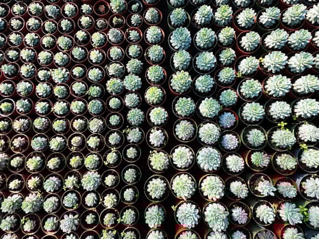 Top view of green succulents in small pots arranged in neat rows photo