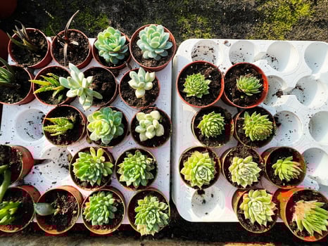 Small potted succulent plants arranged on white trays in sunlight photo