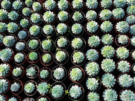 Top view of rows of potted succulent plants in bright sunlight photo