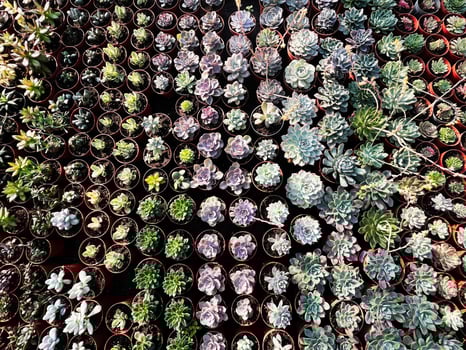 Top view of colorful potted succulents arranged in a neat grid pattern photo