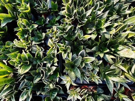 Close-up of vibrant green houseplants with textured leaves in a nursery setting photo