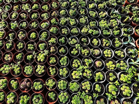 Aerial view of small potted succulents arranged neatly in rows photo