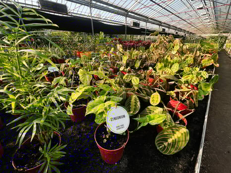 Bright greenhouse showcasing vibrant potted plants and colorful foliage in natural light. photo