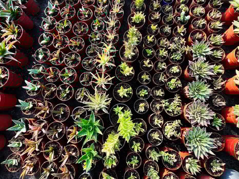 Top view of potted succulent plants arranged in organized rows outdoors photo